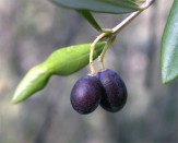 Aceite De Oliva Lampante Gastronom A C A