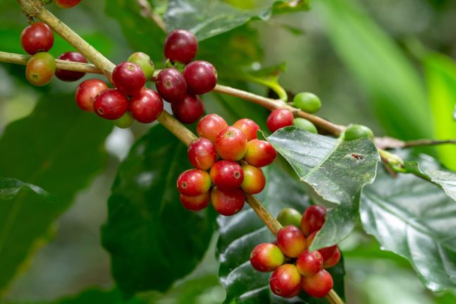 Garantizar el futuro del café ante el cambio climático Gastronomía Cía