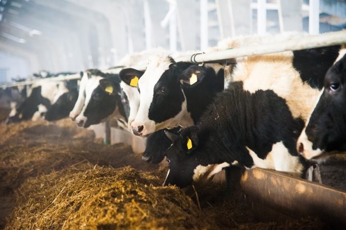 Mejorar la salud reduciendo el consumo de carne