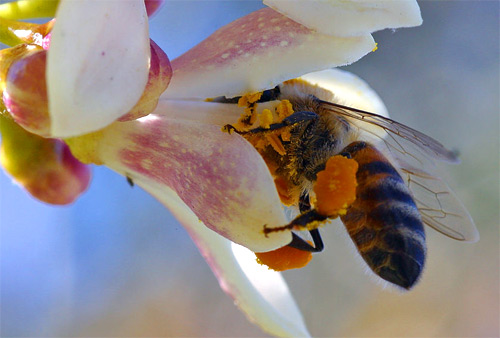 Los alimentos y la polinización de los insectos