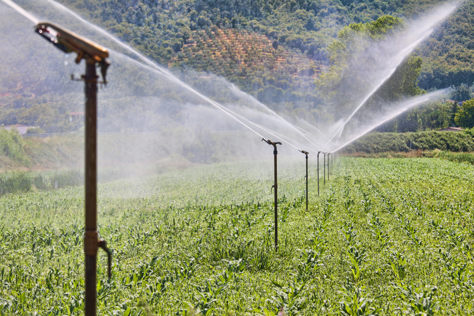 Alimentos que se contaminan con arsénico inorgánico