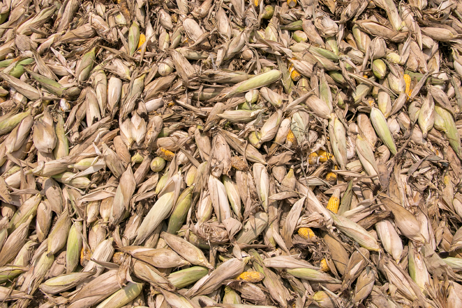 Aumentar el nivel de aflatoxinas en favor del comercio internacional