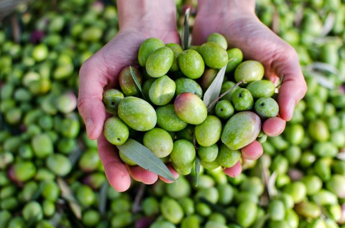 Clasificación de los aceites de oliva