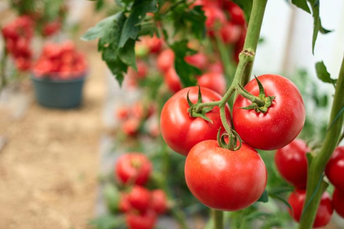 Alimentos contaminados con plomo