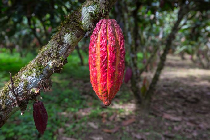 Estudio del mapa genético del cacao