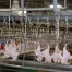 Cadena de producción industria avícola