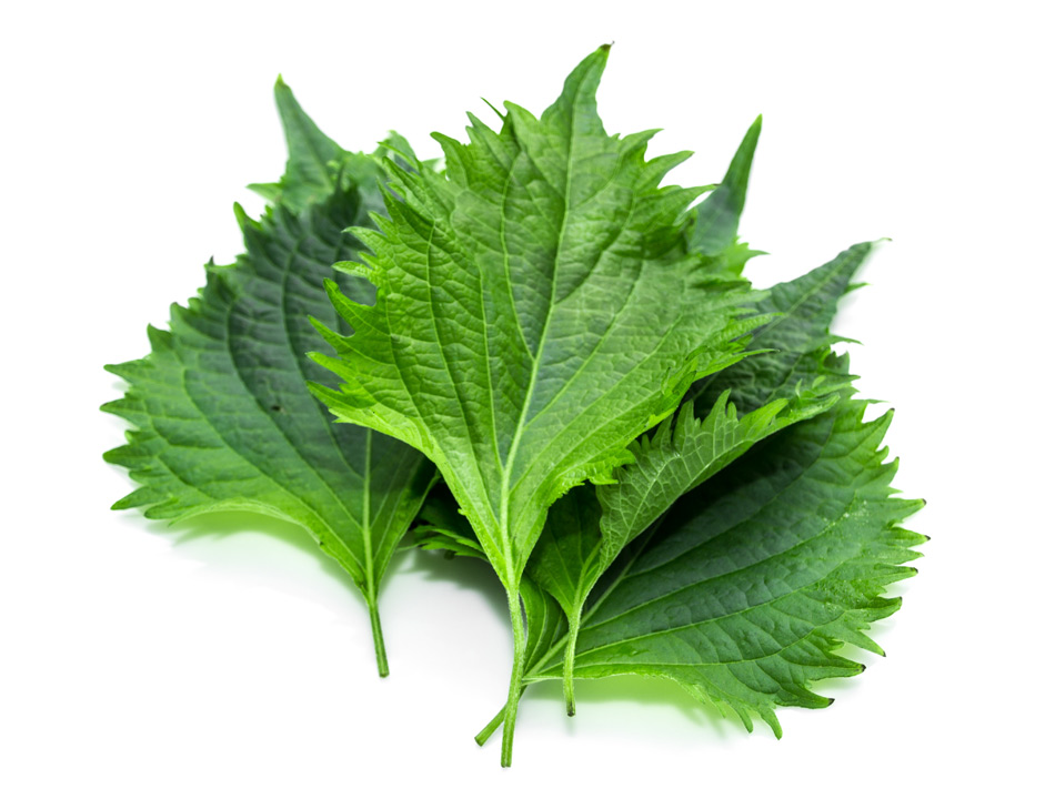 Shiso verde