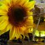 Problemas de abastecimiento de aceite de girasol