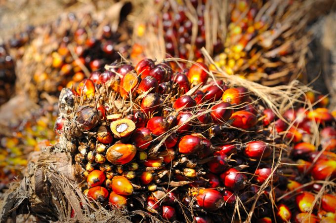 Alternativas al aceite de palma más sostenibles y respetuosas con el medio ambiente