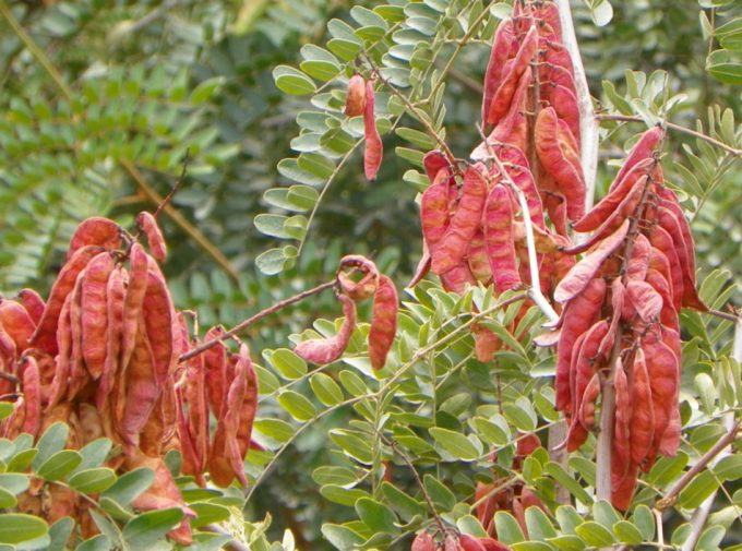 Planta leguminosa de tara o Guarango (Caesalpinia spinosa)