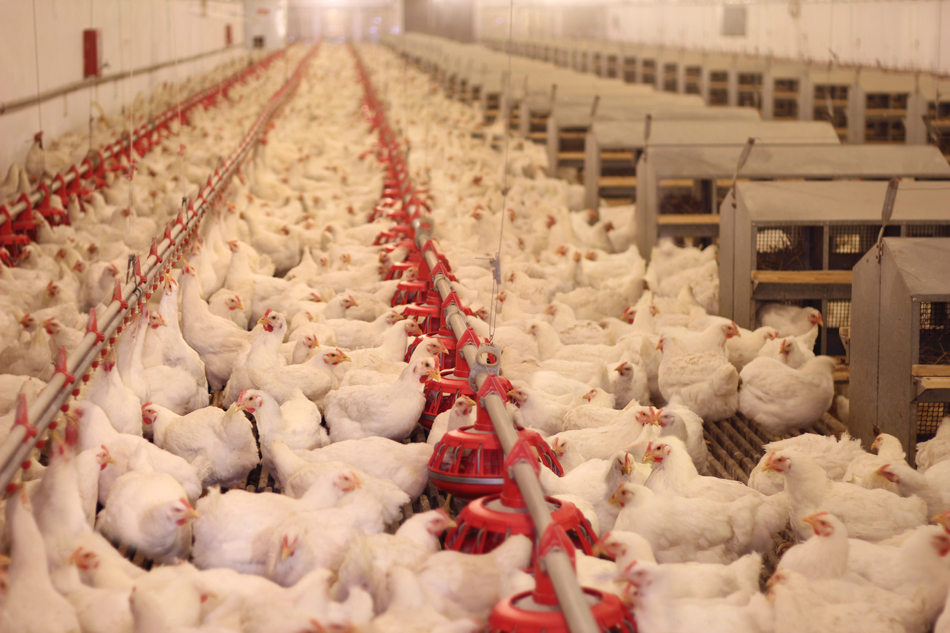 Se pide prohibir en Europa las razas de pollo de engorde y crecimiento rápido
