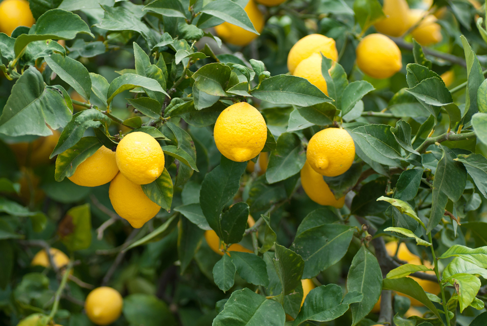 Especulación con el precio de los limones en España