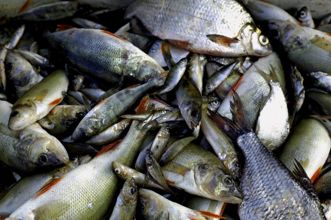 Avances en la sostenibilidad de la pesca