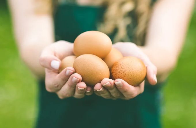 La empresa Hatchless puede producir carne de pollo a partir de huevos infertiles