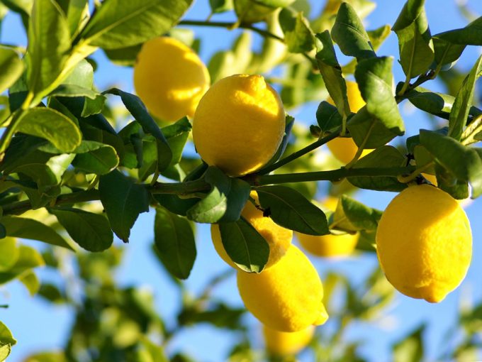 Especulación en la producción de limones