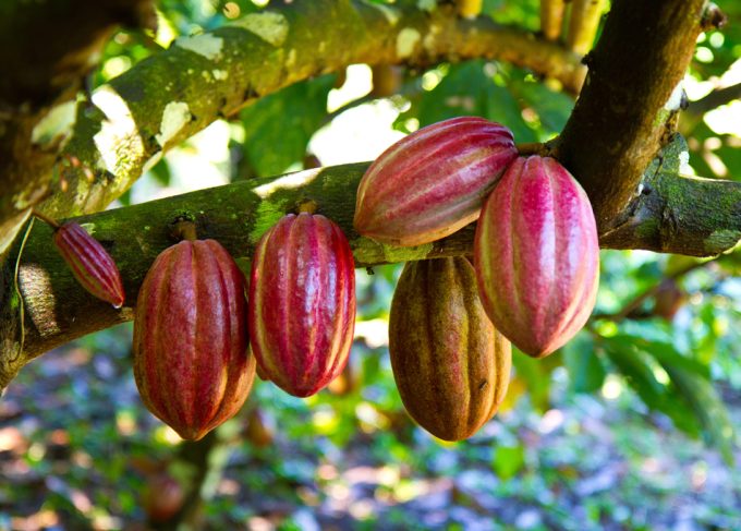 Cacao con elevados niveles de metales pesados