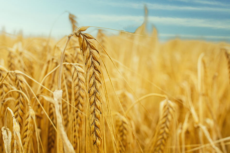 Mercurio en los suelos agrícolas