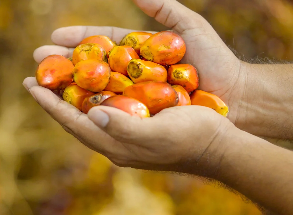 Primer aceite de palma del mundo con carbono neutral de Daabon