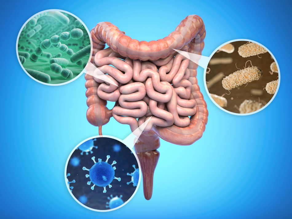 Relación del microbioma intestinal con la longevidad