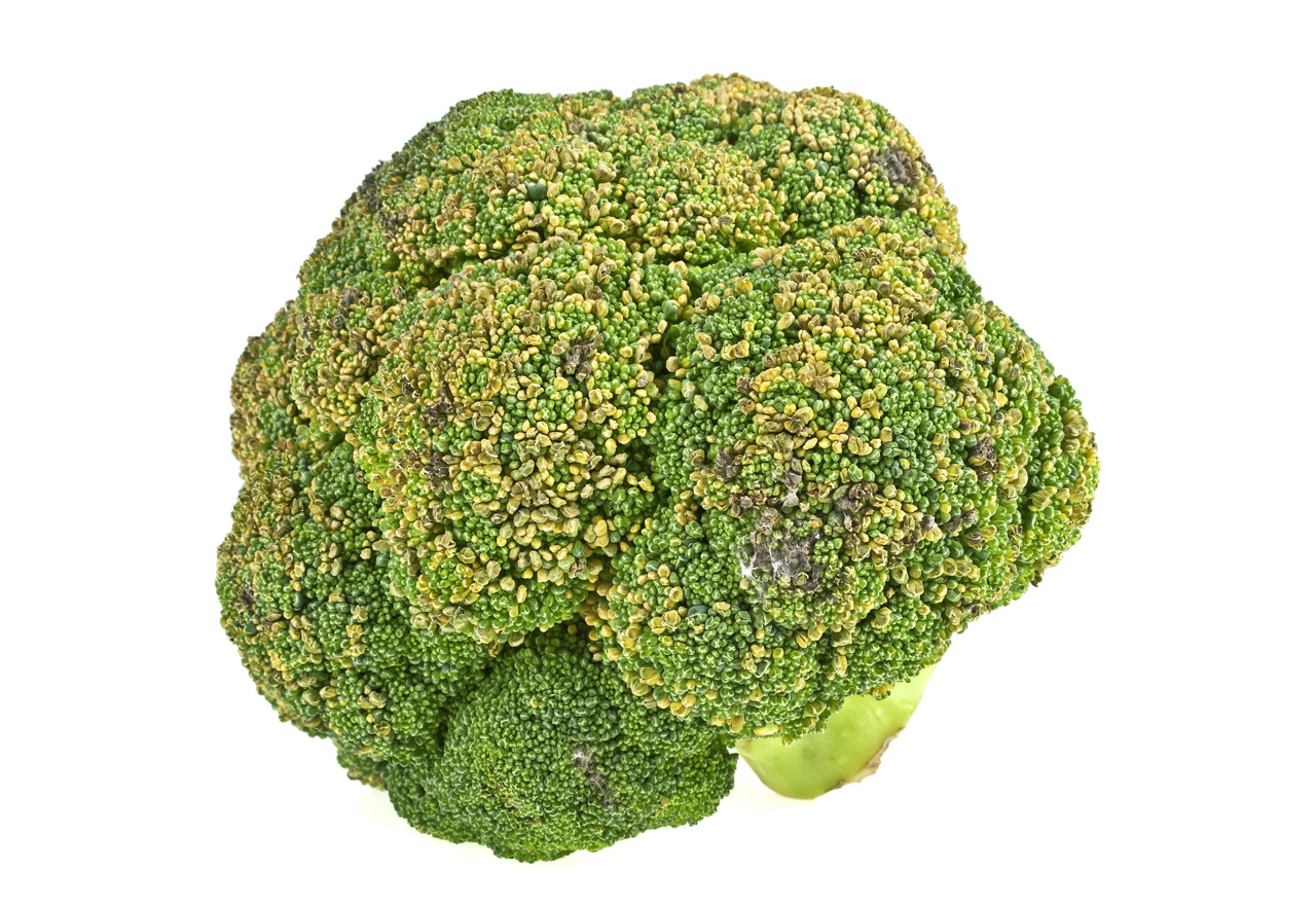 Brocoli se estropea