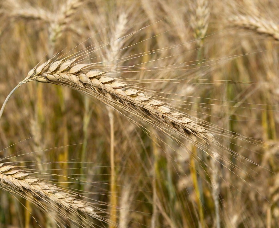 Barley Composite Cross II