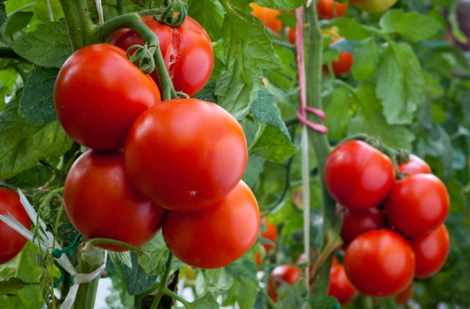 Metales pesados en los cultivos de tomates