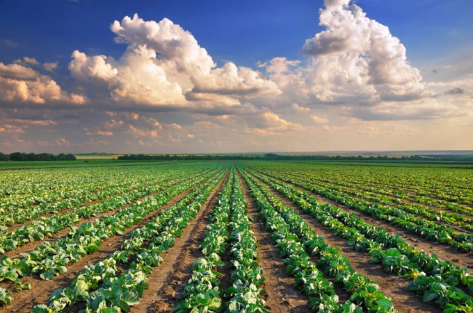 Impacto del sistema agroalimentario en el medio ambiente 