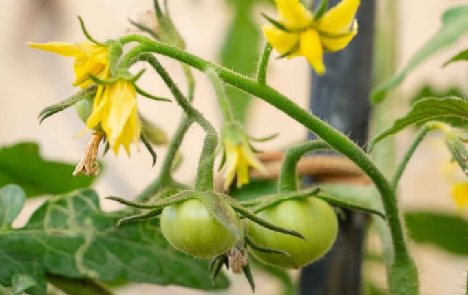 Proteger el suministro de tomates ante la inestabilidad climática