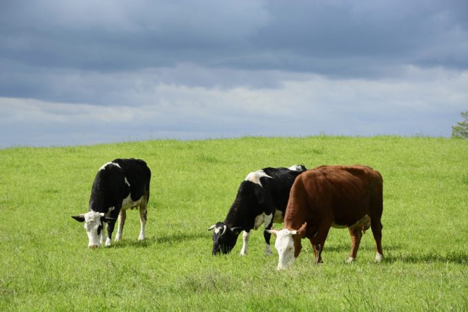 Valor del bienestar animal para los consumidores