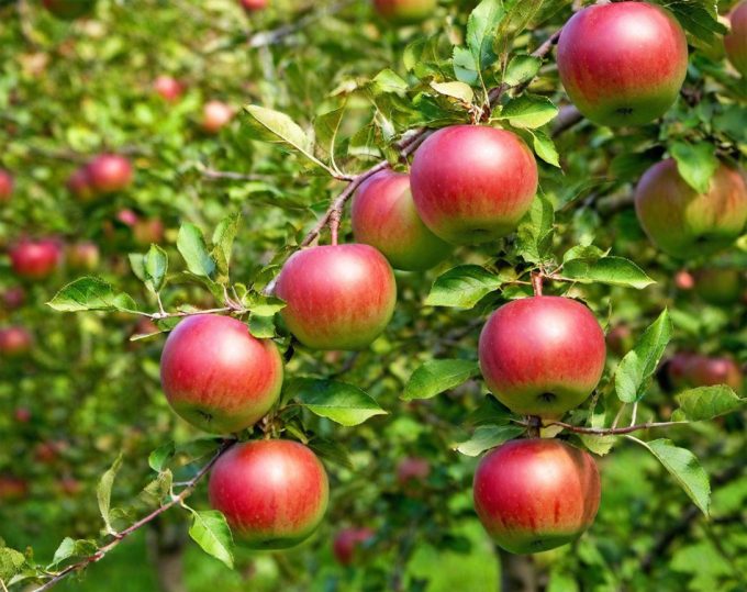 Aumentar la producción de manzanas Fuji