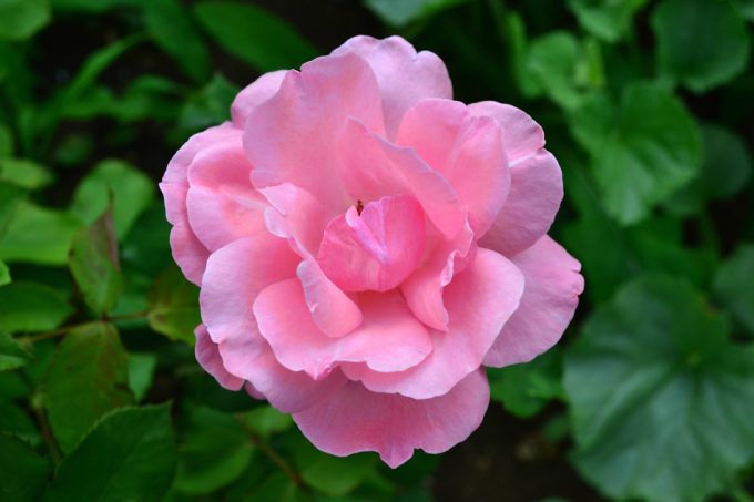 Rosa damascena