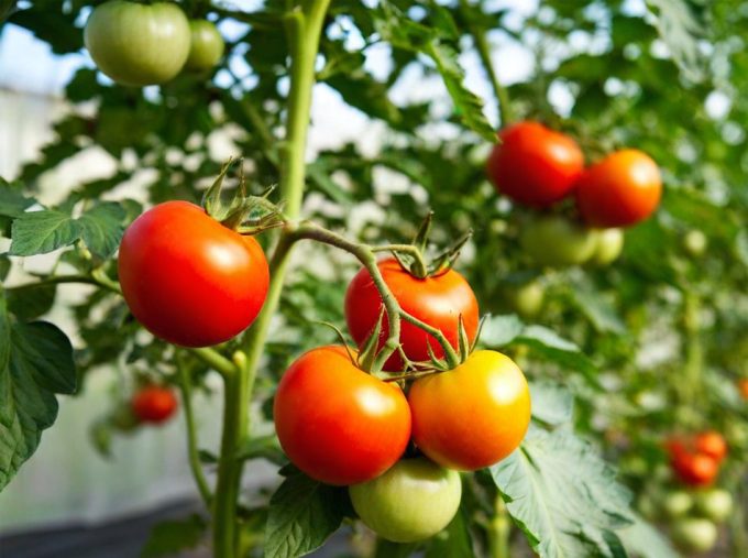 Plaguicidas boomerang presentes en los alimentos