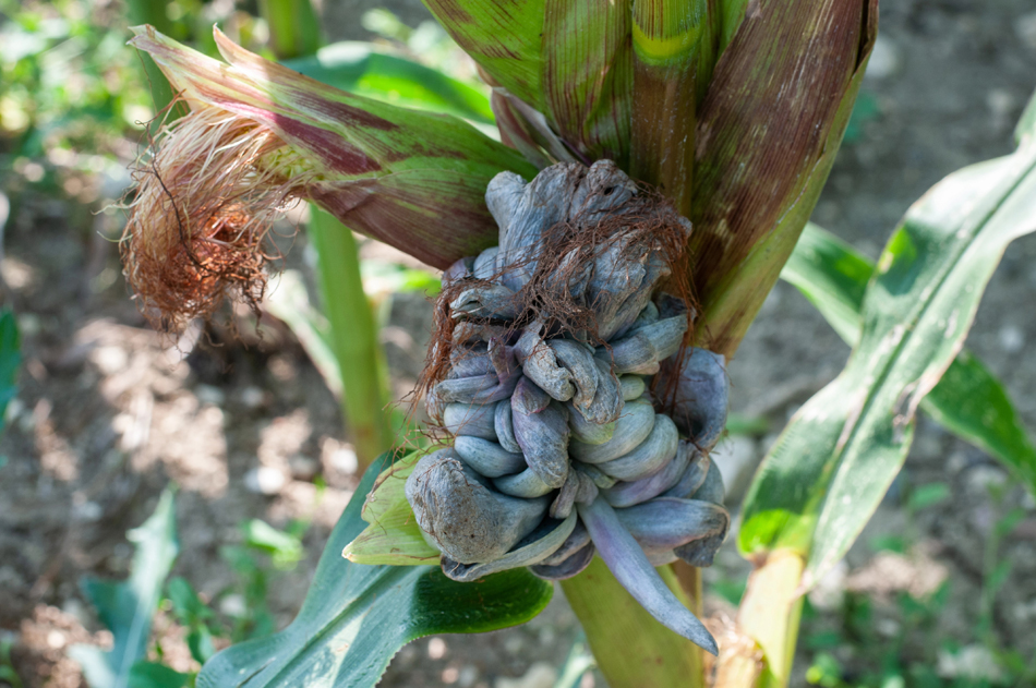 Qué es el huitlacoche