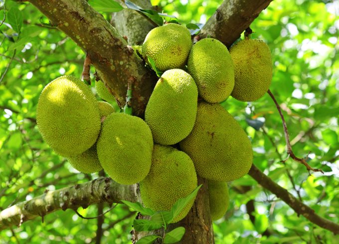 Jackfruit o jaca en el árbol