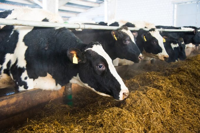 Producción industrial de leche