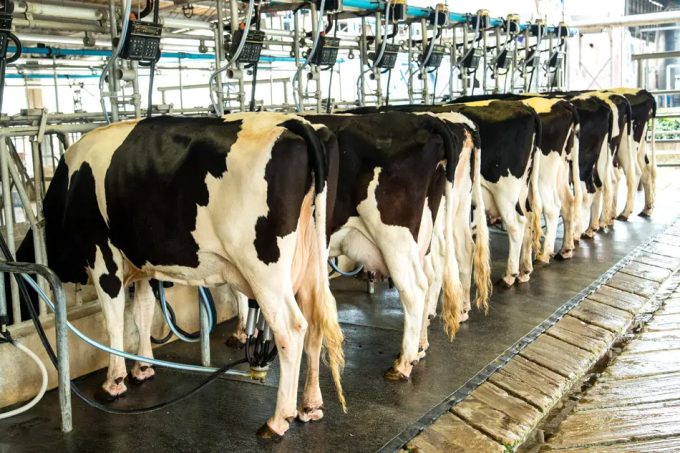 Contaminación de la leche cruda refrigerada con gripe aviar