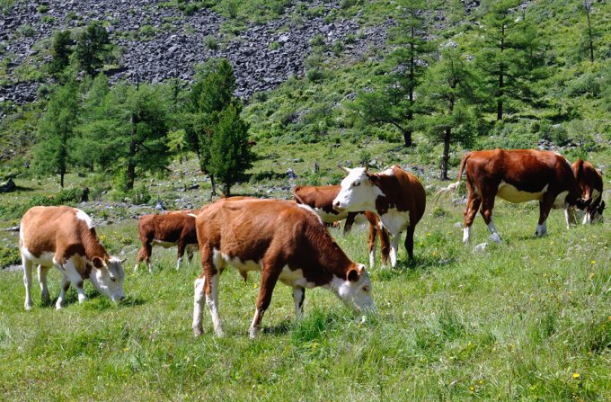 Reducir el metano expulsado por el ganado vacuno