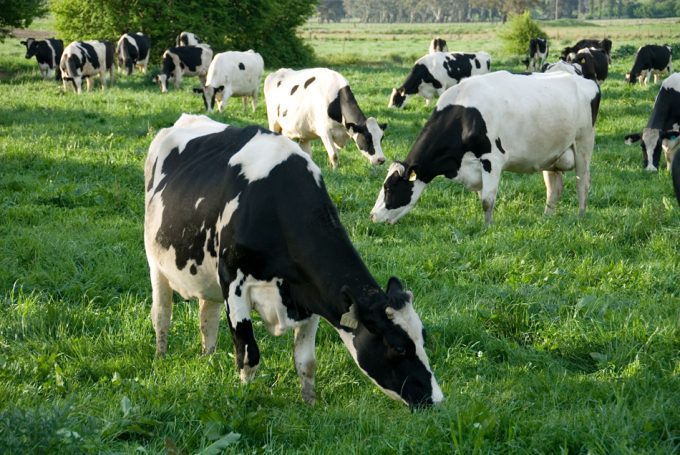 Cómo reducir las emisiones de metano del ganado vacuno 