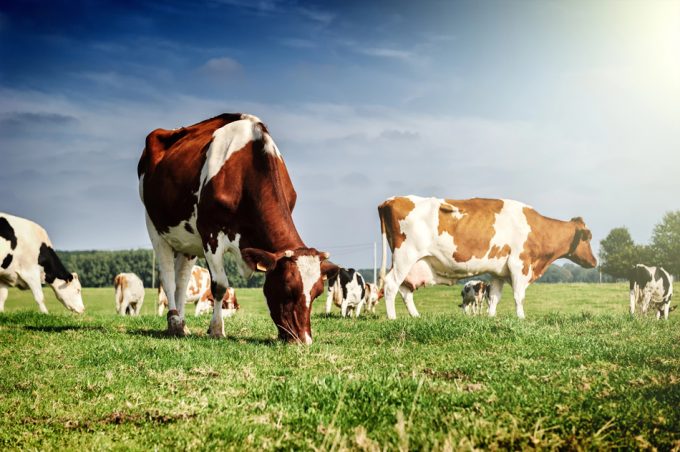 Ganado alimentado con maíz modificado genéticamente Enogen