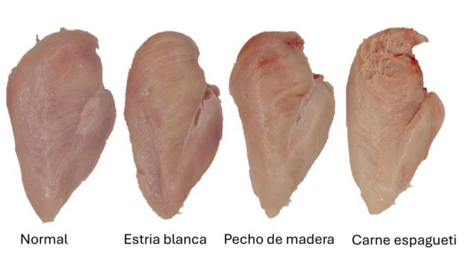 Comparativa con pechugas de pollo